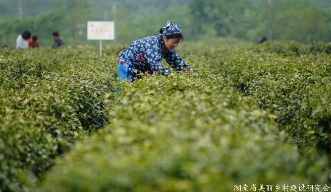 西湖区茶园免费发放菜籽饼肥 茶农脸上喜笑颜开