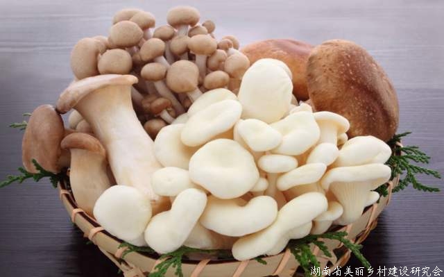 北京本地食用菌迎采摘旺季！每周产量超1600吨