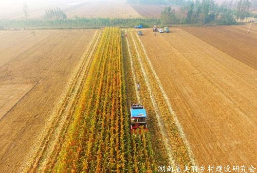 秋粮收购全面展开　上市数量明显增加