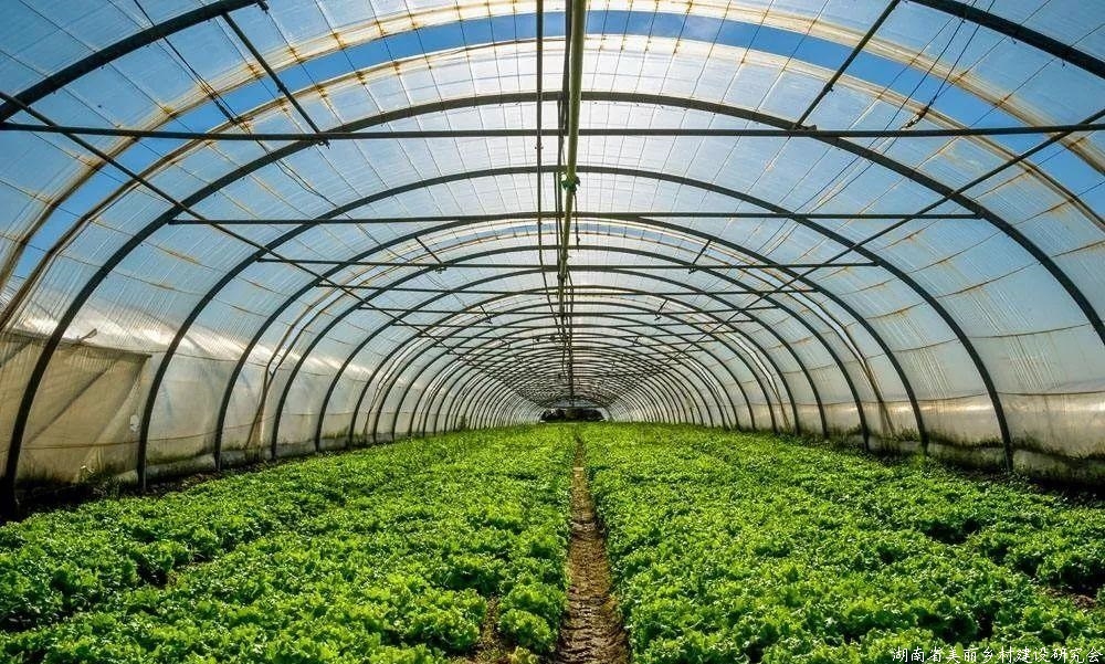 湖南： 防止蔬菜遭受冻害 专家支招分类管理