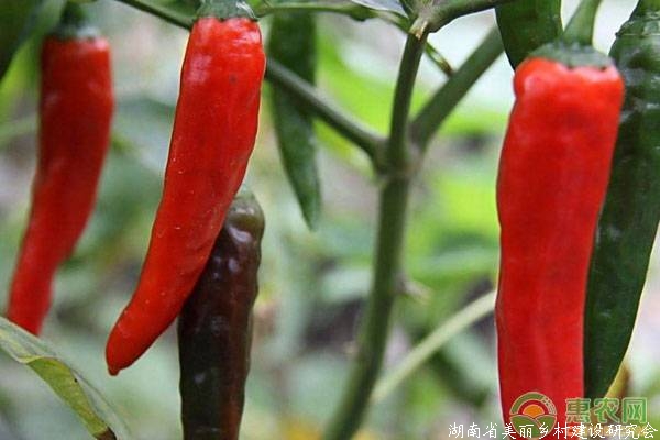 种植螺丝椒