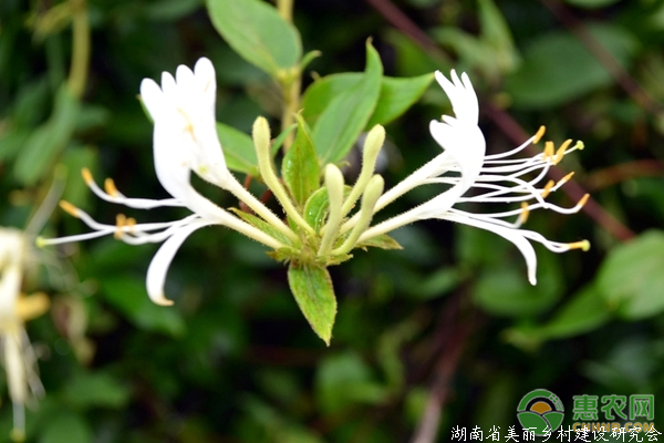 金银花的禁忌