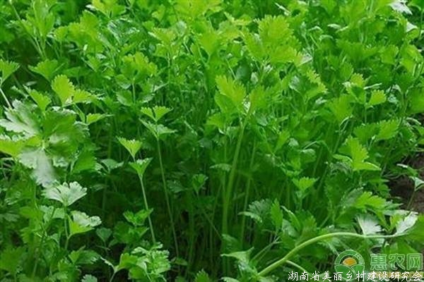 香菜种植