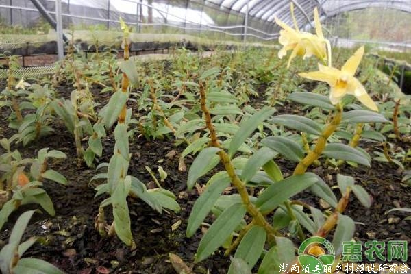 铁皮石斛