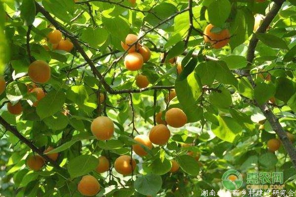杏树苗怎么培养？杏树苗的嫁接方法