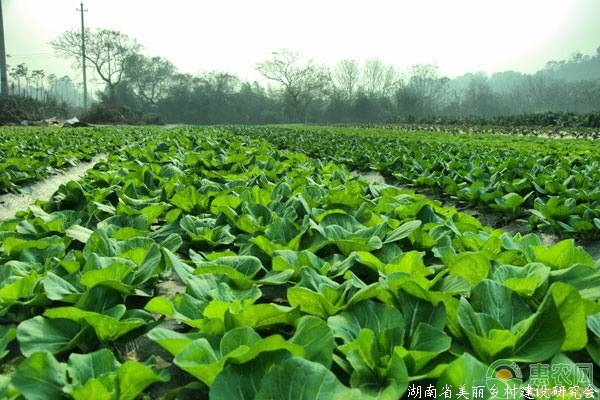 蔬菜肥料污染预防