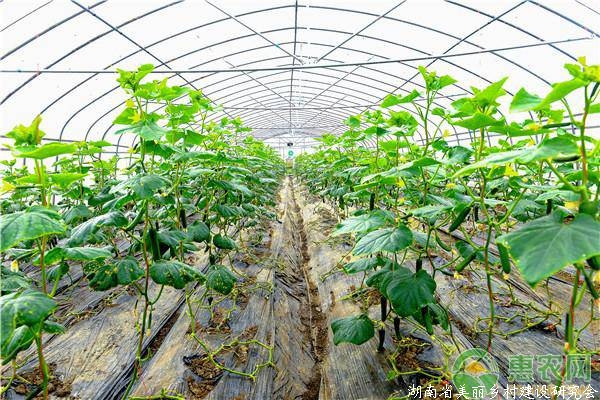 蔬菜肥料污染预防措施