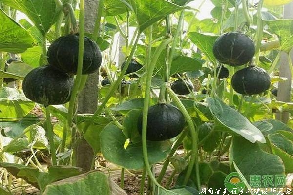 南瓜种植如何实现高产？掌握好这六点非常重要！