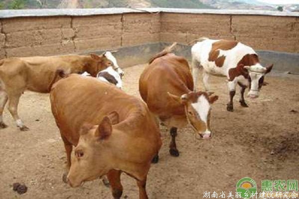 牛脱毛的应对方法