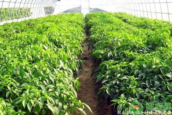 大棚蔬菜种植技术
