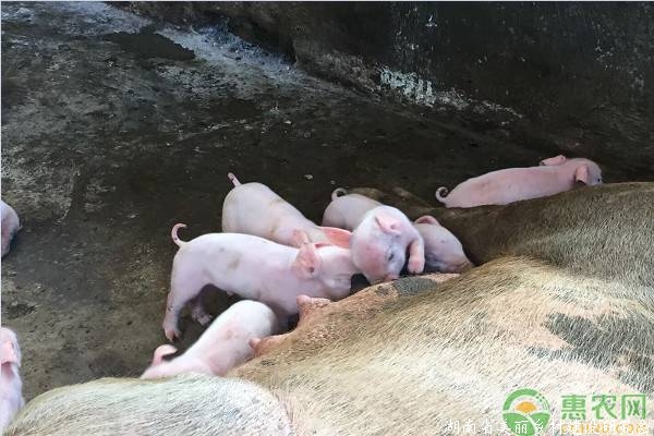 今日猪肉价格多少钱一斤？2019年10月份全国生猪价格行情