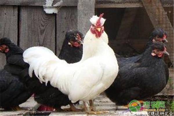 丝光鸡的养殖前景好吗？有哪些养殖优势？（附养殖技巧）